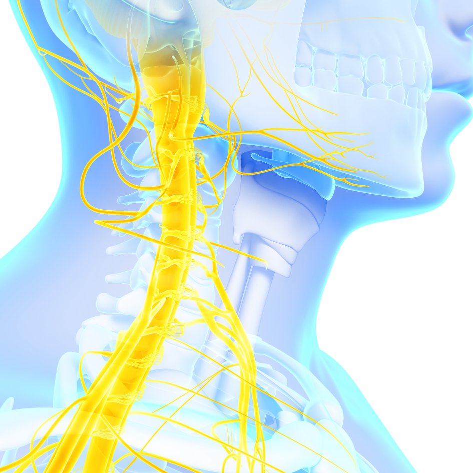 Unlocking Wellness: The Vagus Nerve