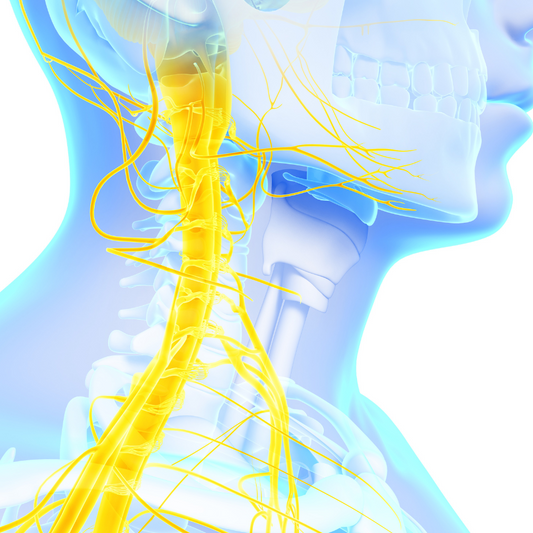 Unlocking Wellness: The Vagus Nerve