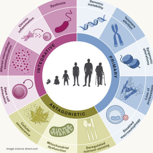 Understanding the 12 Hallmarks of Aging and How a Healthy Lifestyle and Supplements Can Slow Down Aging