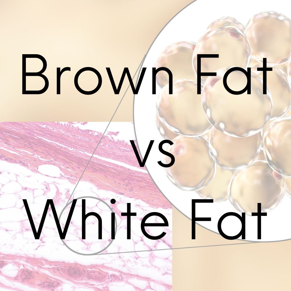 Unveiling the Battle of the Bulge: Brown Fat vs. White Fat - BioStack