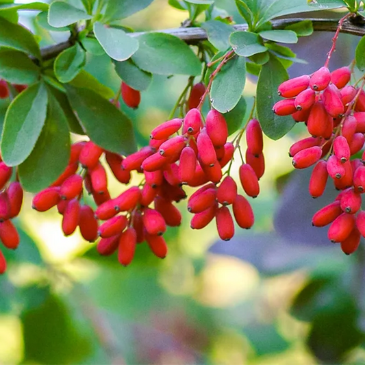 Berberine vs Dihydroberberine: Discover the GlucoVantage® Advantage