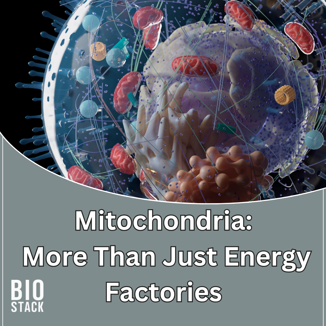 Mitochondria: More Than Just Energy Factories