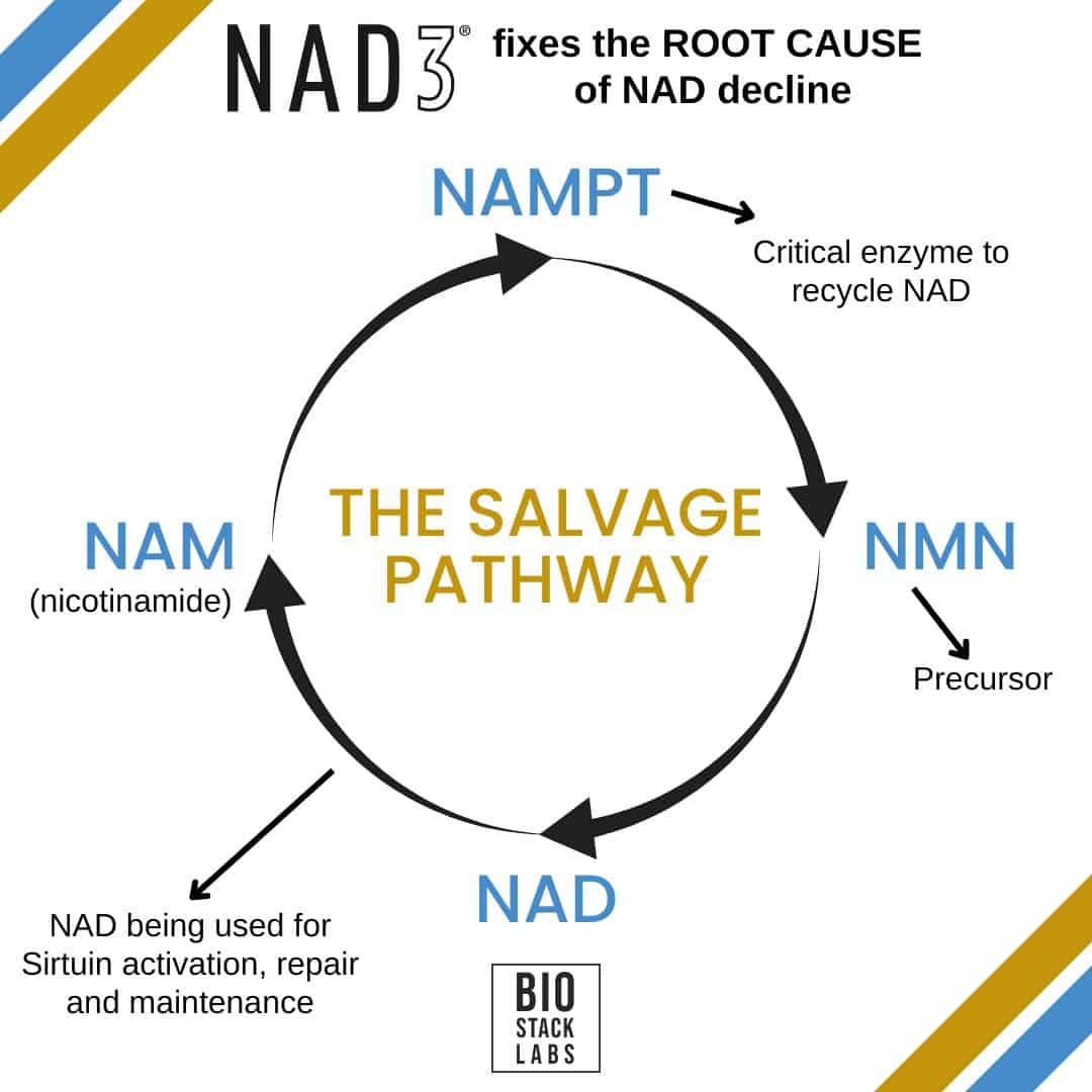 How NAD3 helps the salvage pathway with NAD+ recycling and production
